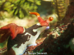Reminds me of the racing snail in Never Ending Story.

... by James Deverich 